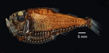 Media type: image; Ichthyology 126351